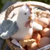 Little Dutch Plyšová slepička 17 cm Farma
